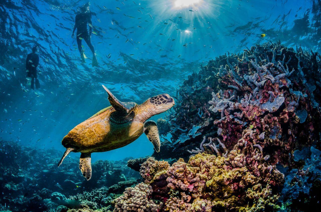 great barrier reef sea turtle
