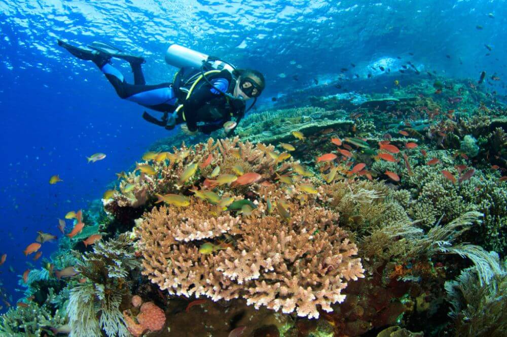 diver and corals