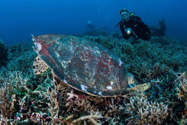 Batawa Besar Hawksbill Turtle