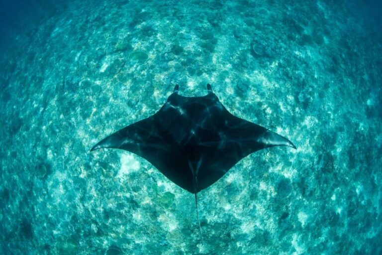 Giant oceanic manta ray