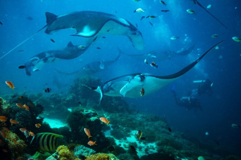 Karang Makassar Reef manta rays
