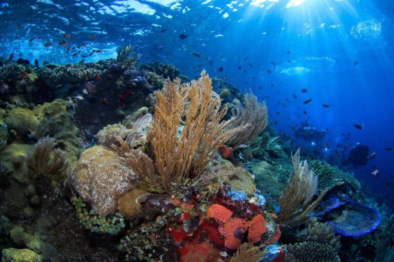 komodo corals