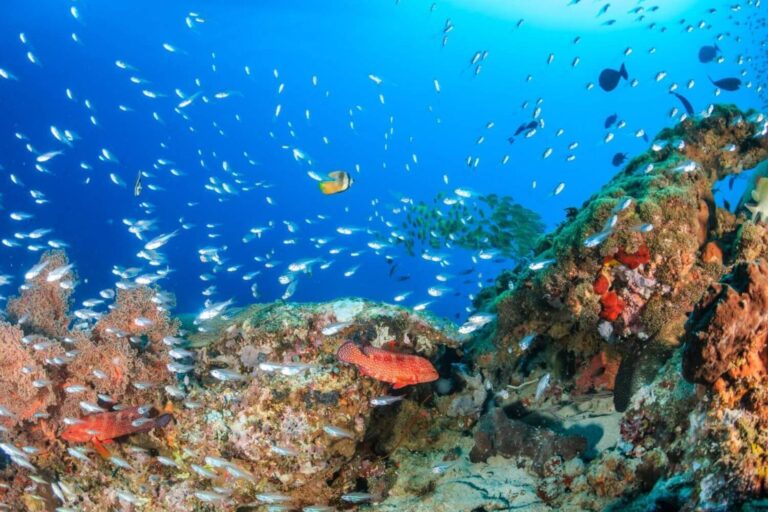 komodo crystal rock