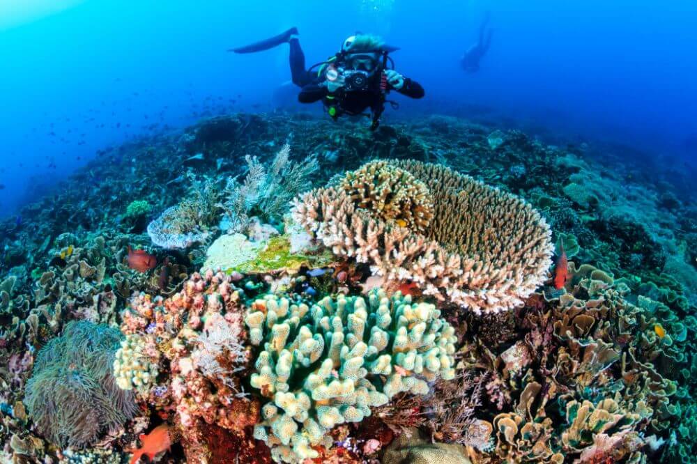 komodo diving with corals