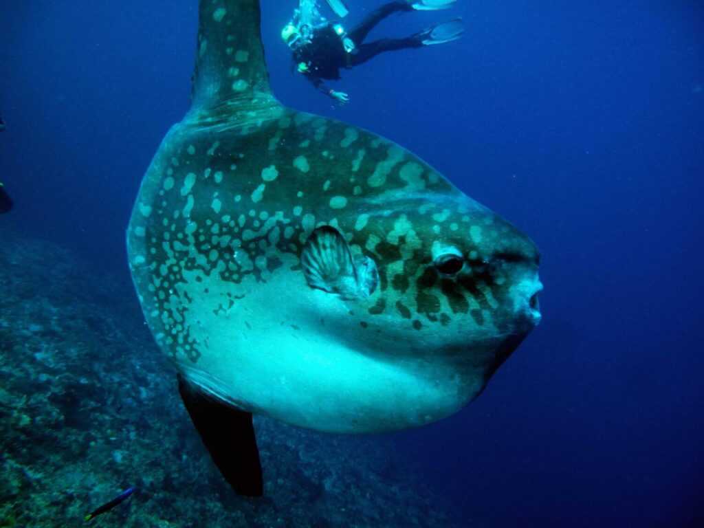 komodo mola mola