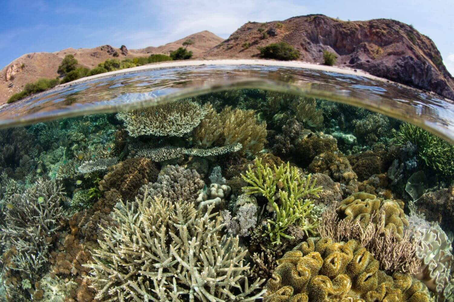 komodo underwater and land split view