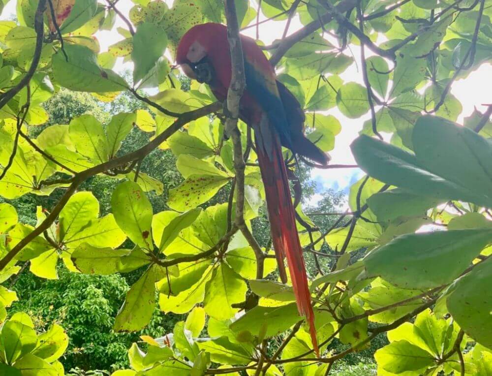 macaws at Drake Bay