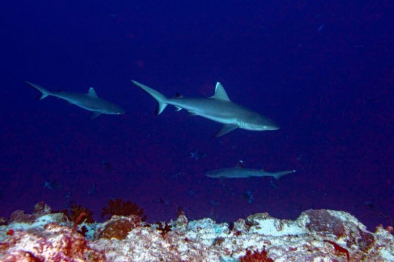 maldives sharks