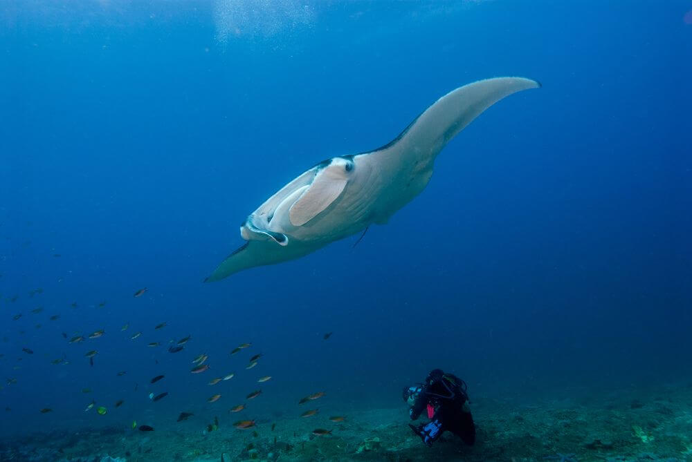 manta ray