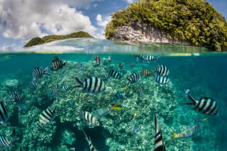 Damselfish in lagoon