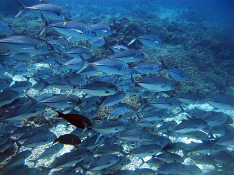 A school of milkfish around the dive site known as sunken island.