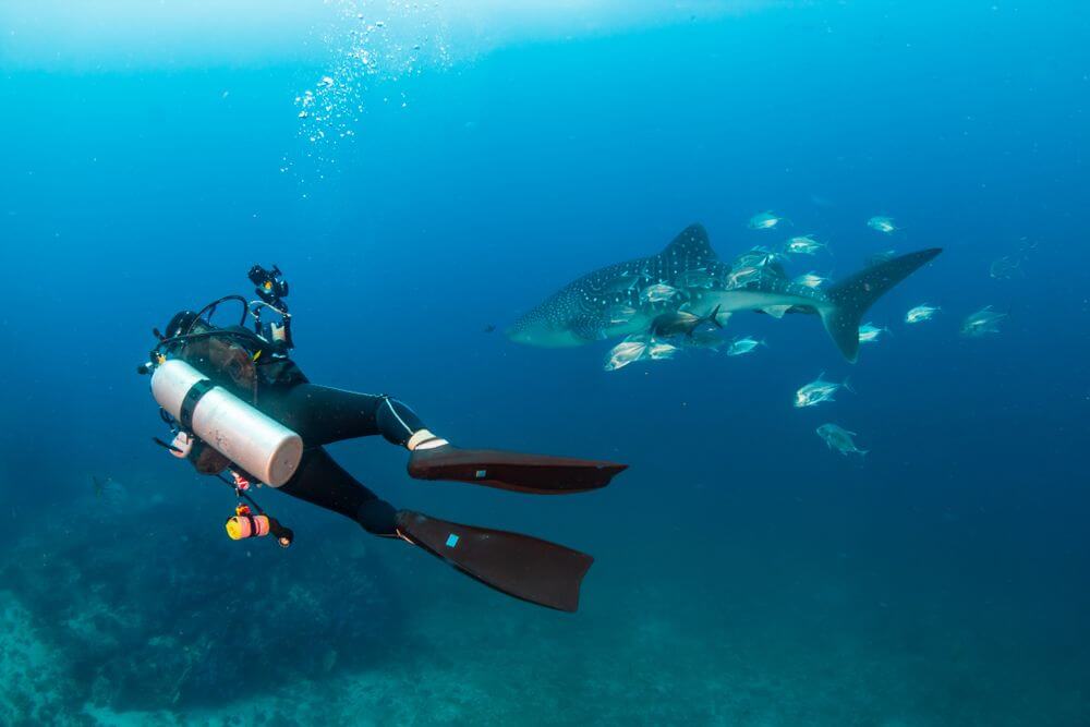 philippines diver