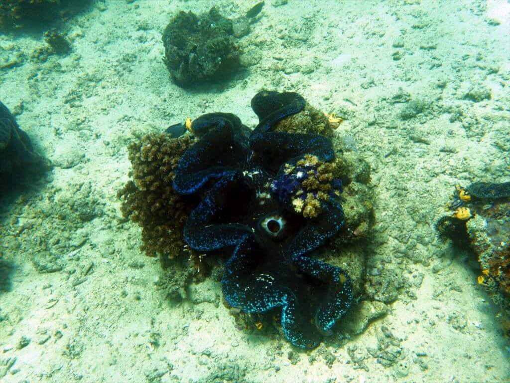 giant clams