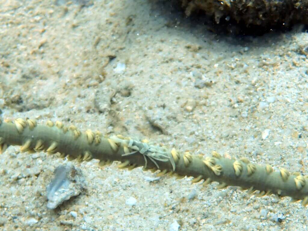 puerto galera whip coral shrimp