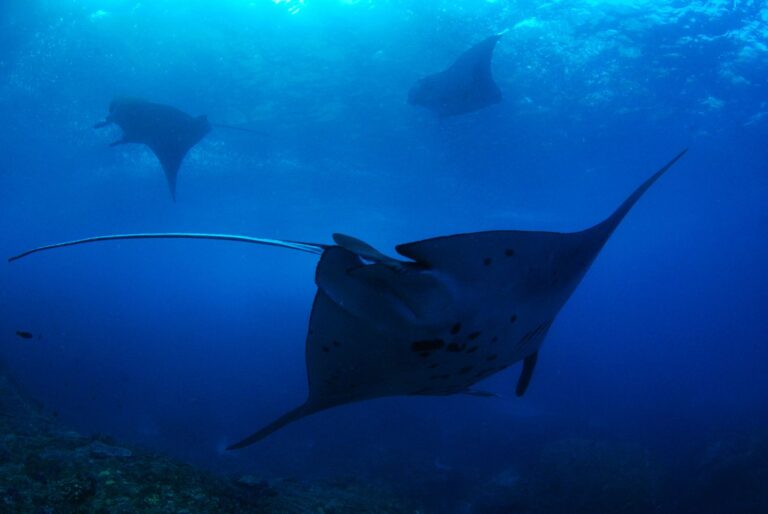 raja ampat manta ray