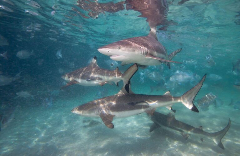 wayag Island sharks