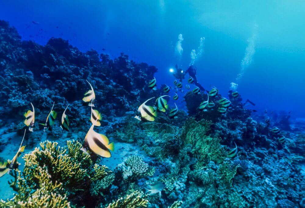 hurghada diving