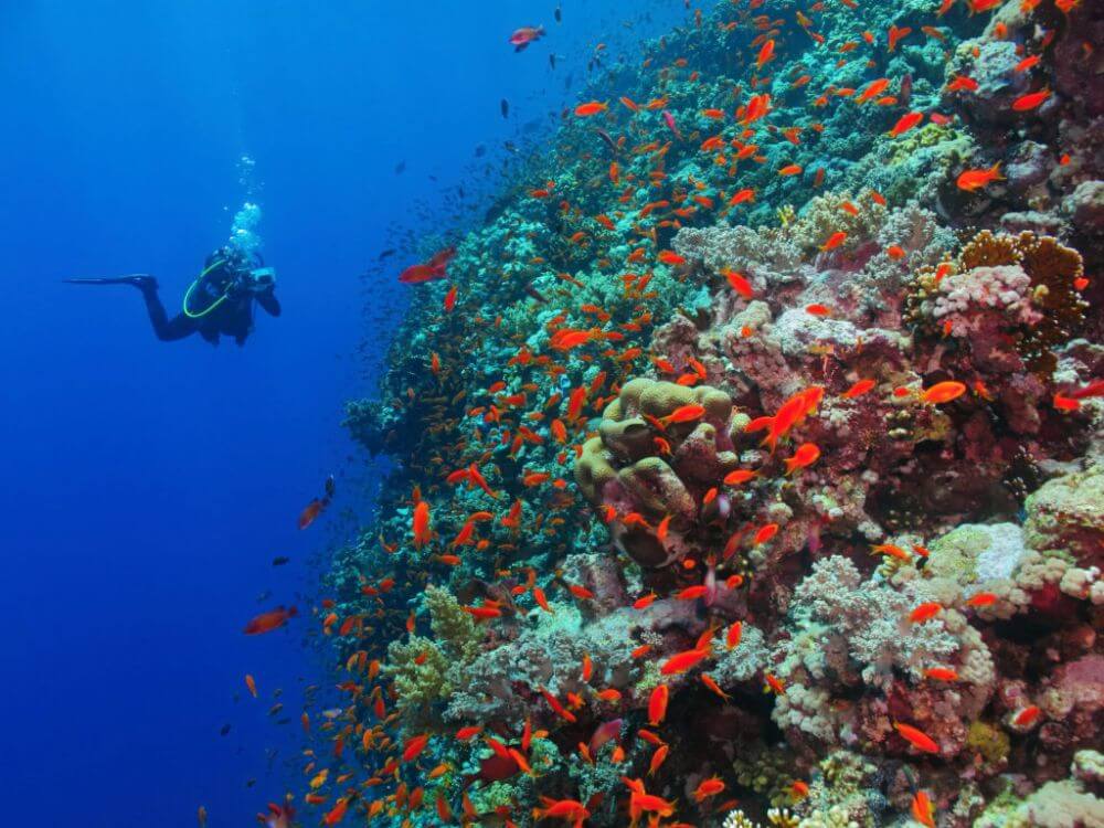 red sea scuba diver with corals
