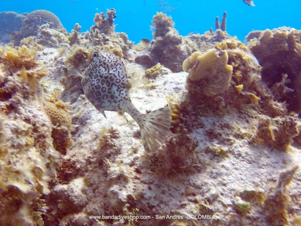 Honeycomb cowfish