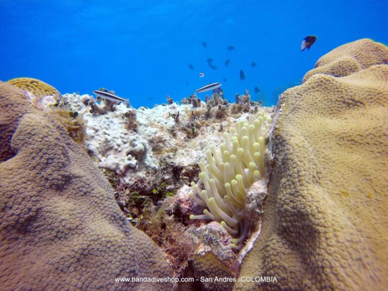 san andres close up corals