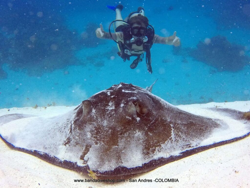 san andres diver with sting ray