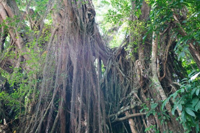 old balete tree siquijor