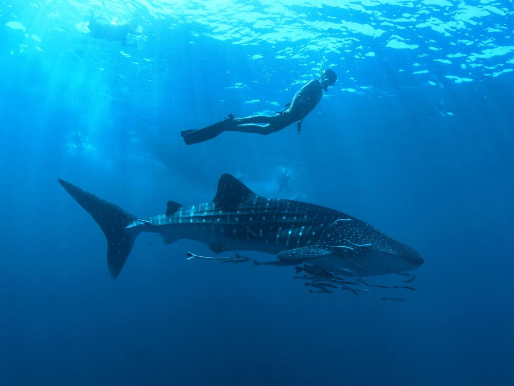 thailand driver whale shark