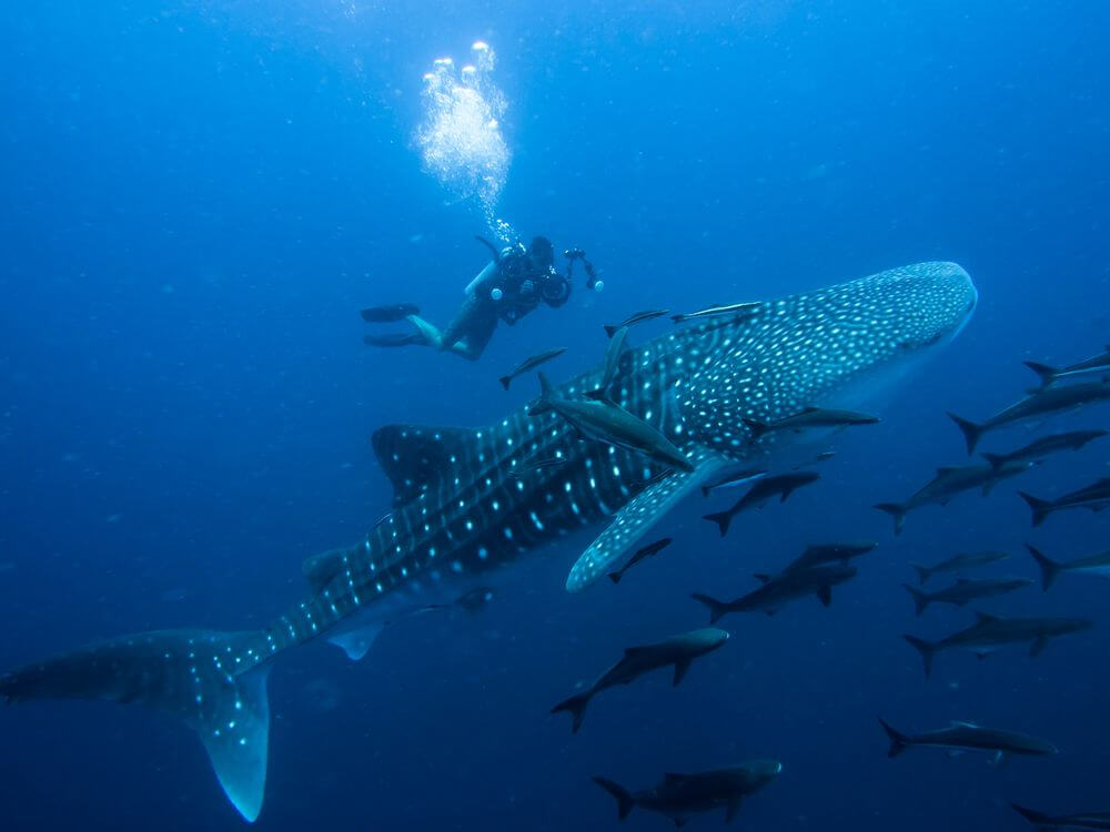 thailand driver with whale shark