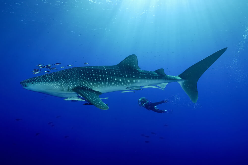 whale sharks