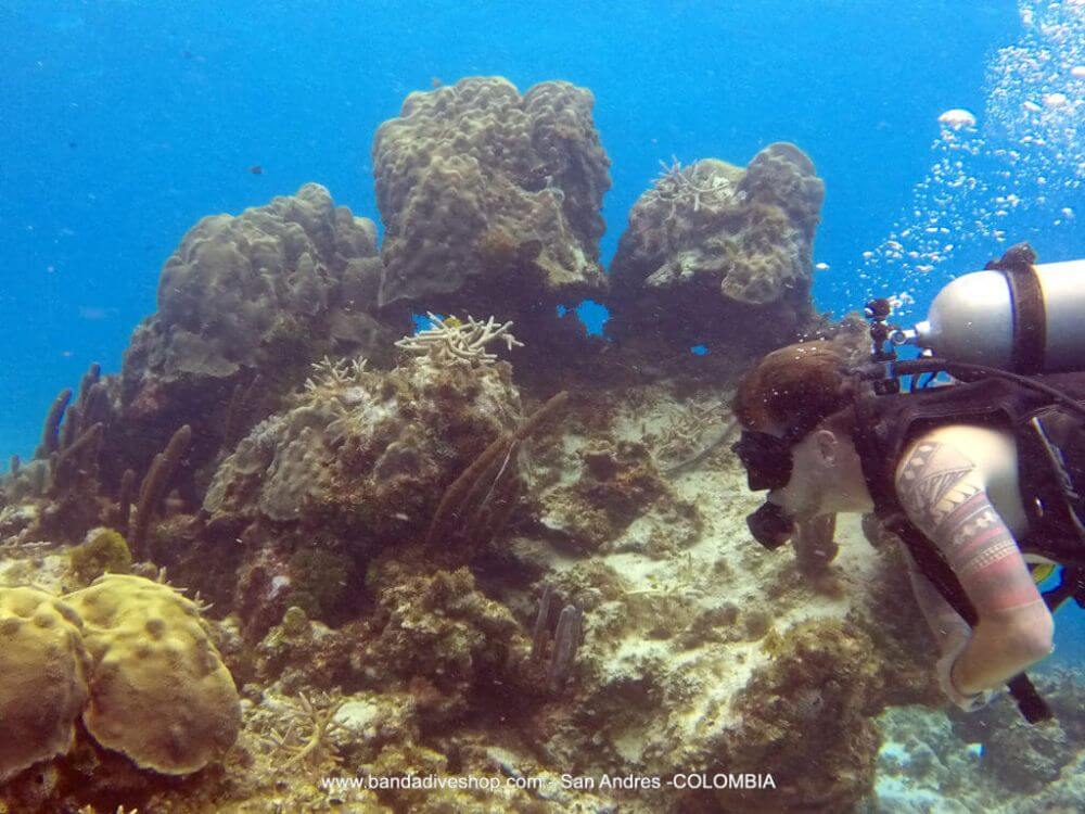 woman diving in corals