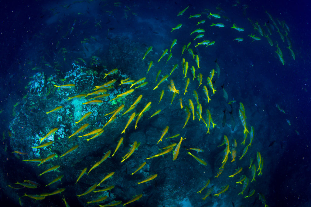 Coiba island sea