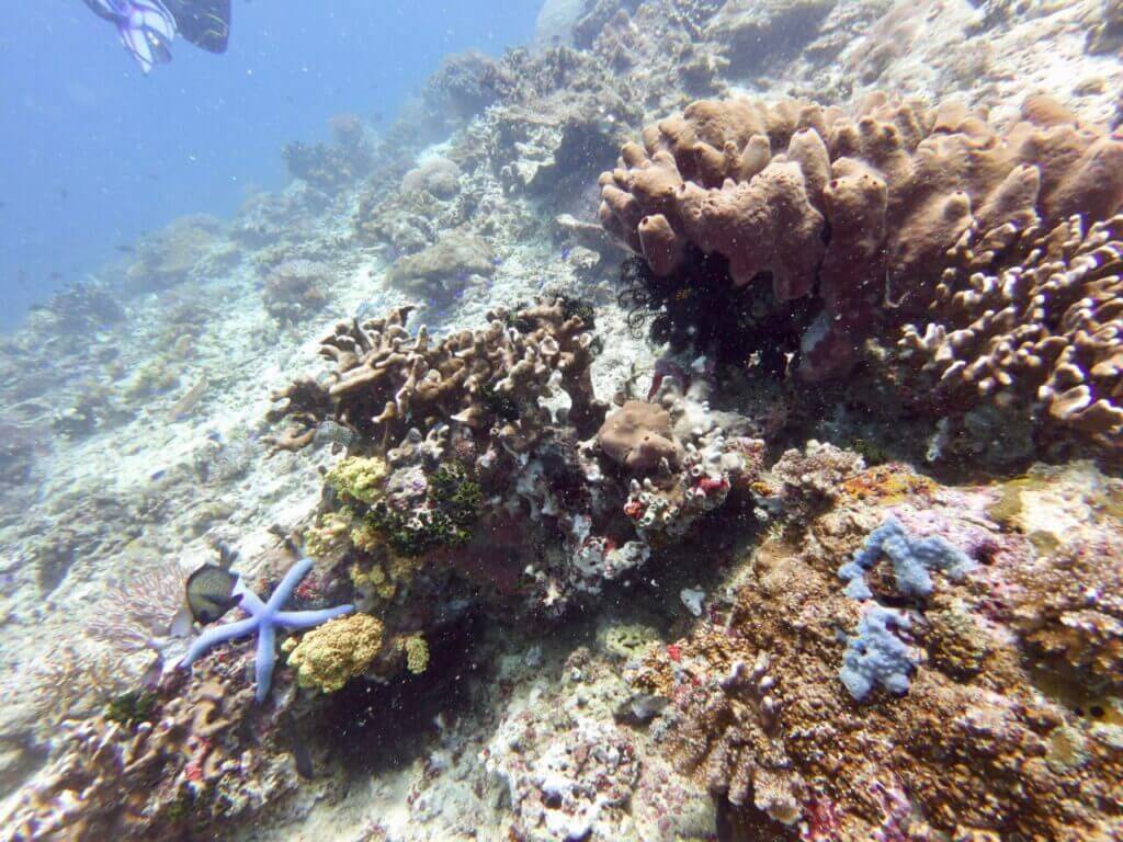 Coral reef at moalboal scuba site