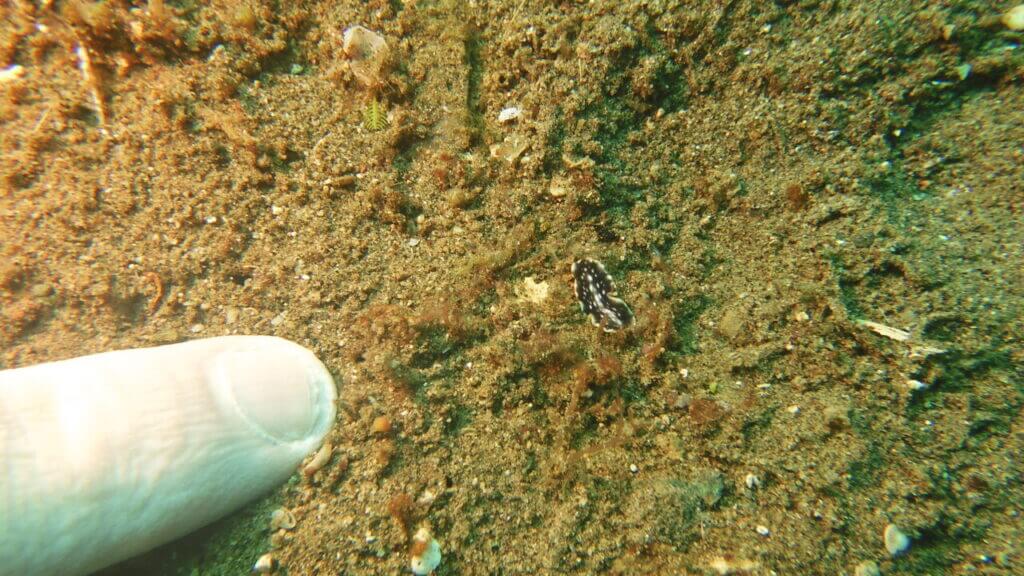 Tiny nudibranch next to human finger for scale at Dumaguete scuba diving site.