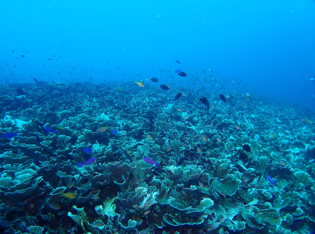 Siquijor Sunken island