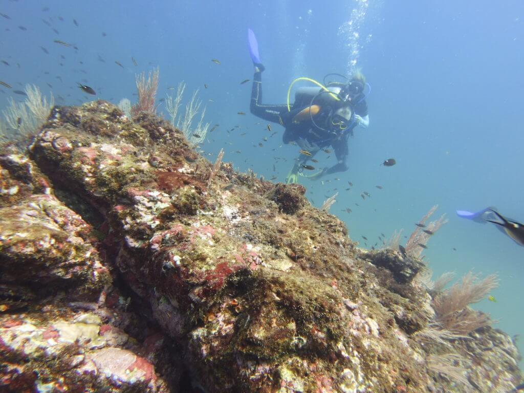 awesome divers and reef