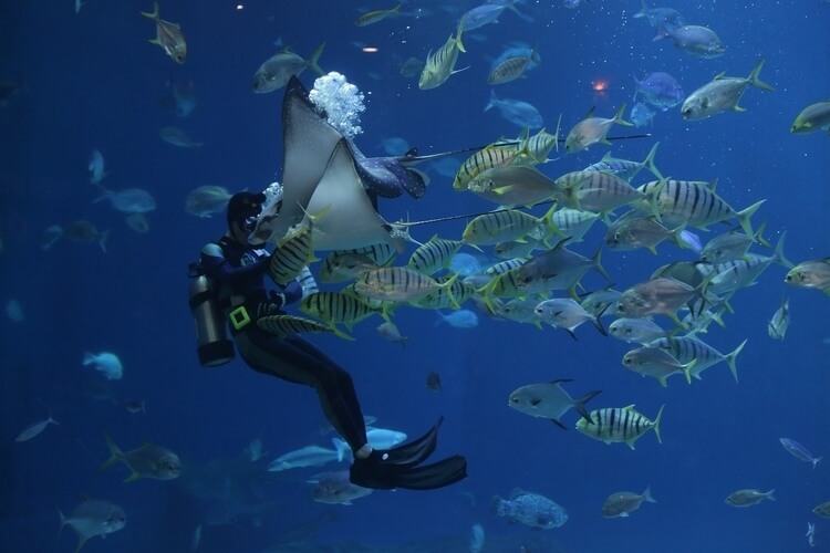 diver flocked by sting ray and fish
