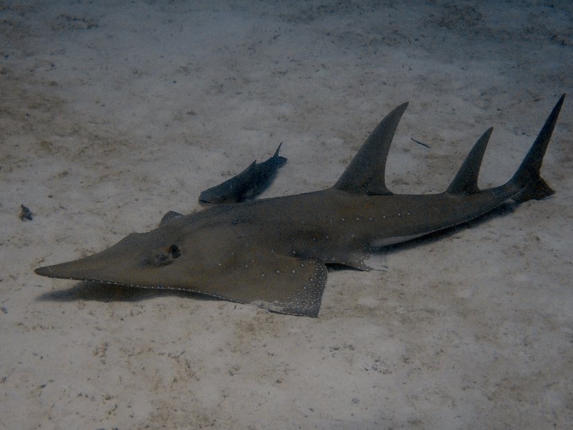 Guitar Shark!