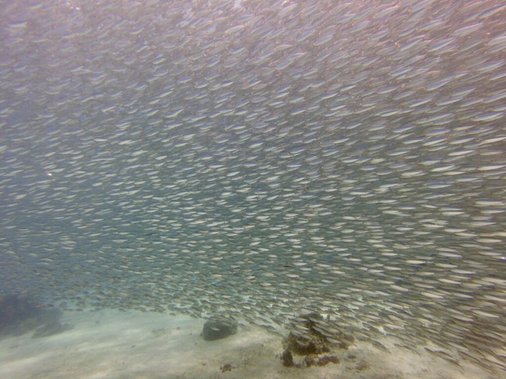 Sardines at Panglao bohol dive site.
