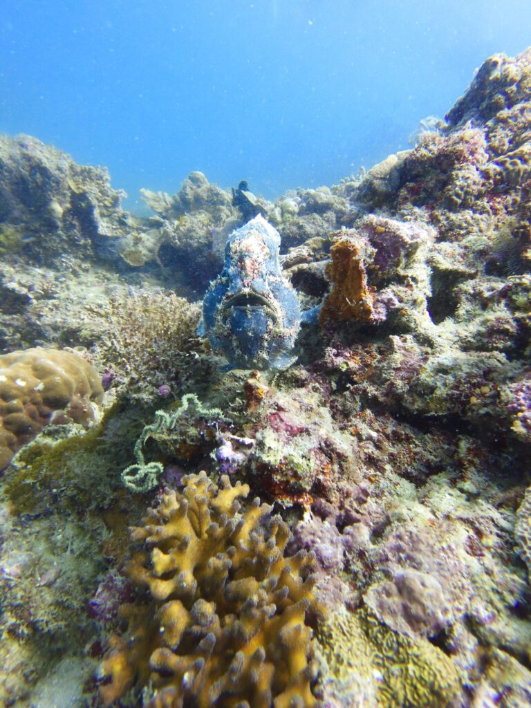 Can you spot the frogfish?!