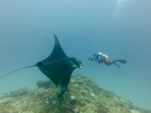 Awesome Animals of the Ocean thumbnail