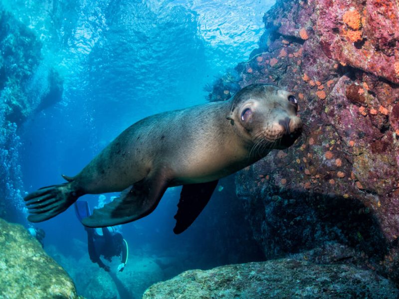 Galapagos sea lion