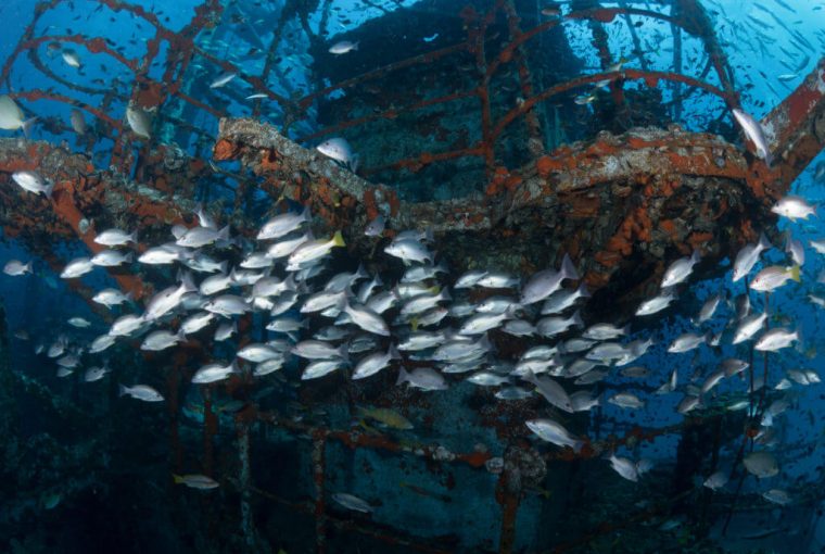 Ko Chang diving