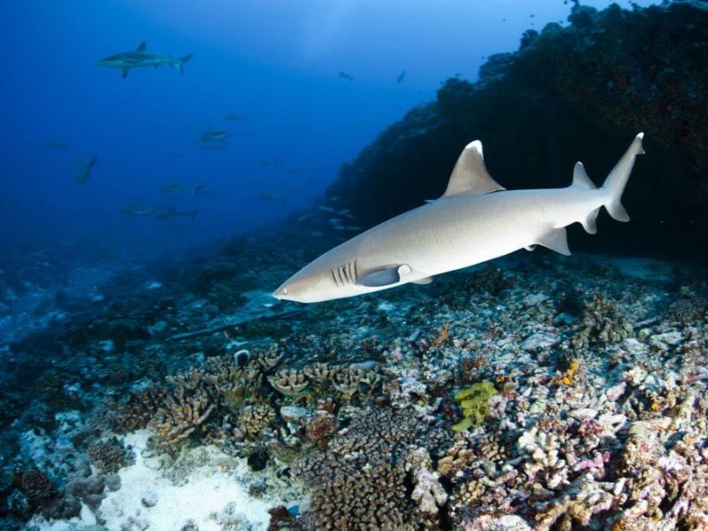 Madagascar shark
