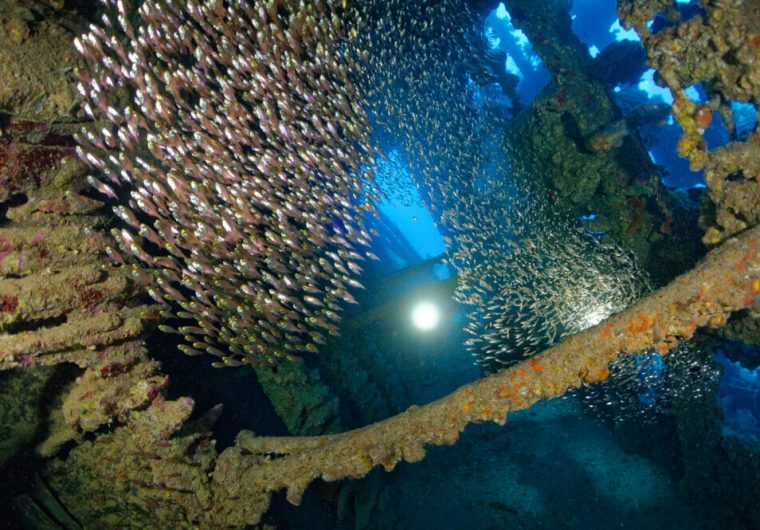 Red Sea underwater