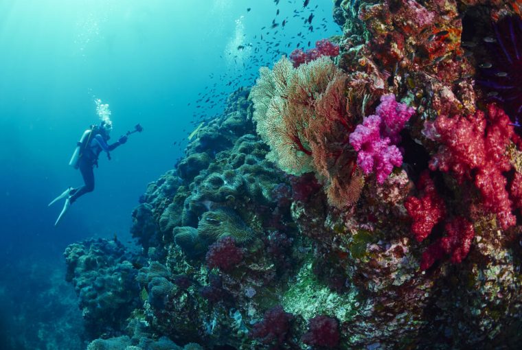 Thailand corals diving