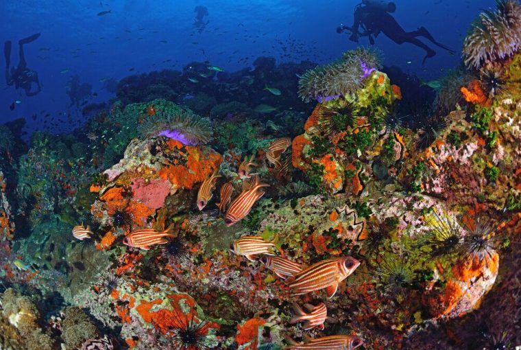 koh tao coral reef