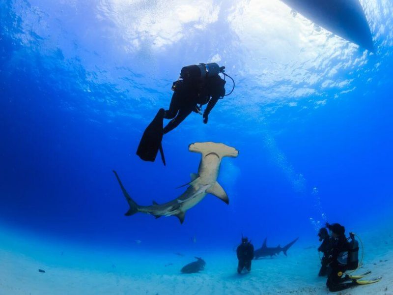 diver with hammerhead shark