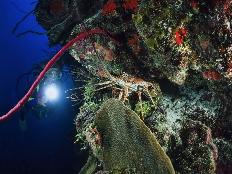 belize liveaboard