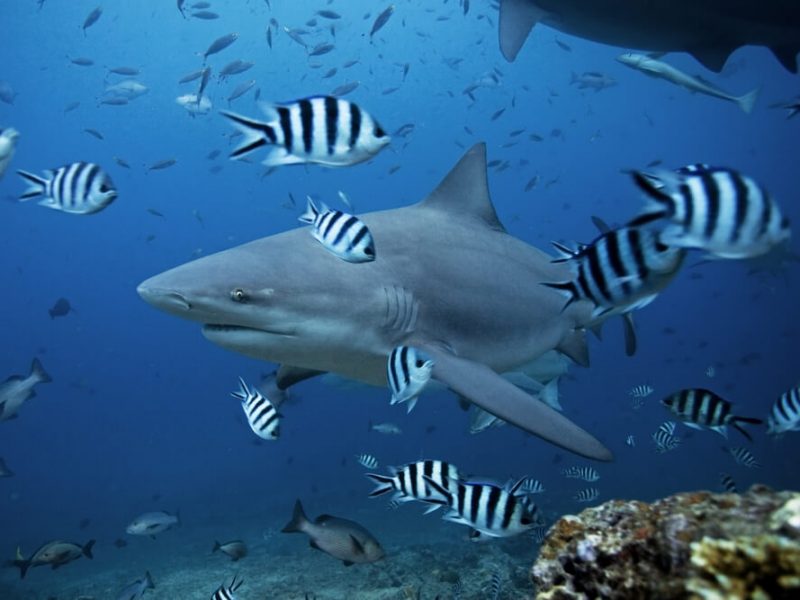 fiji underwater