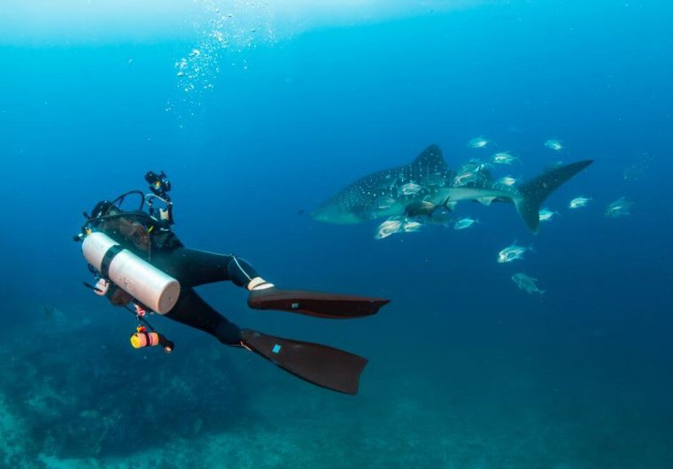 philippines diver